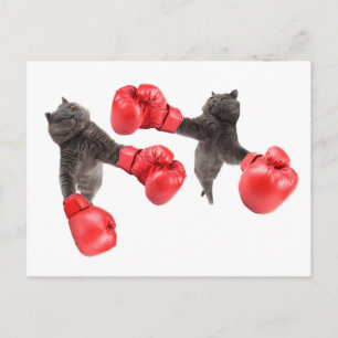 Carte Postale Chats de boxe amusants