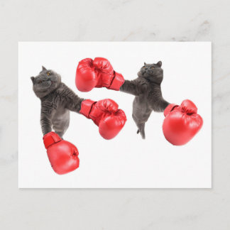 Carte Postale Chats de boxe amusants