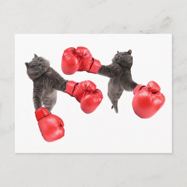 Carte Postale Chats de boxe amusants (Devant)