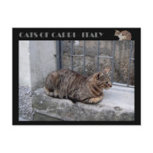 Chats de Capri, chat tabby - Italie