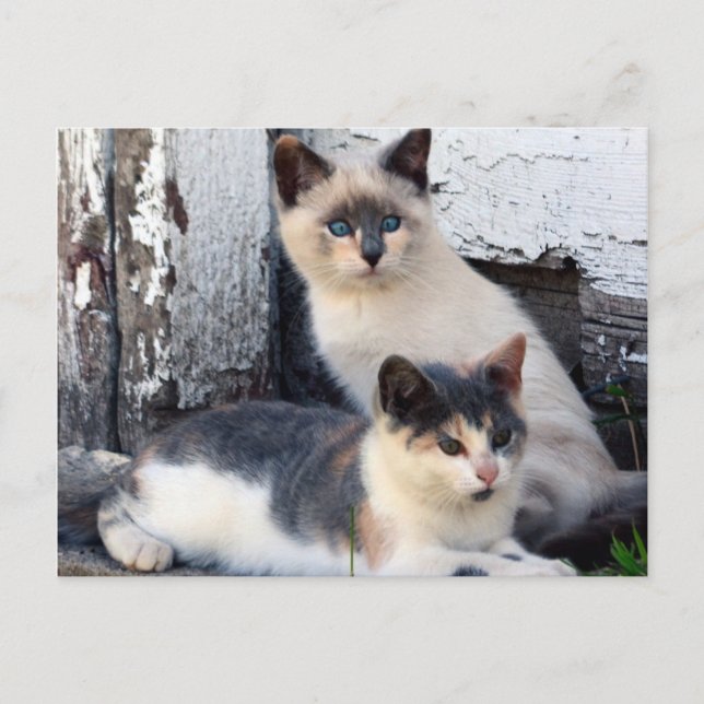 Carte Postale Chats de grange (Devant)