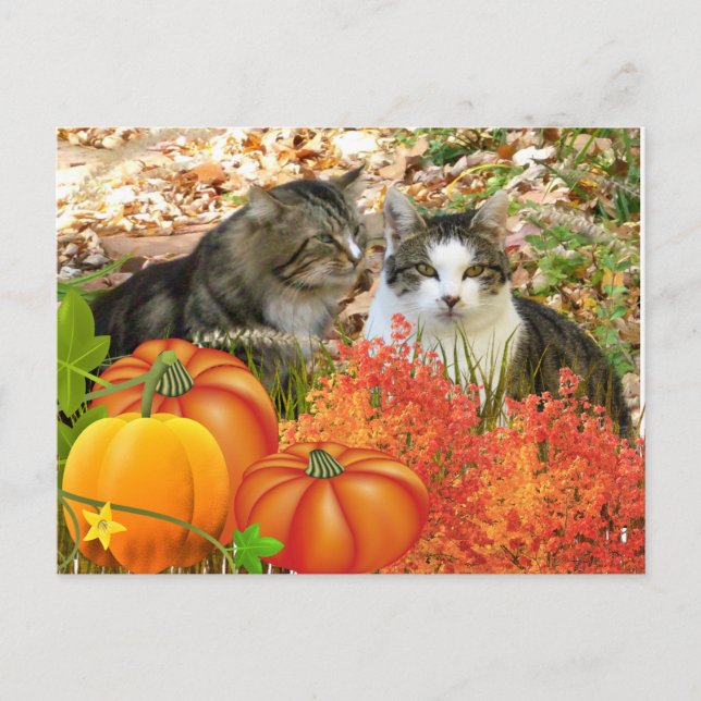 Carte Postale Chats de saison automnale et citrouilles  (Devant)