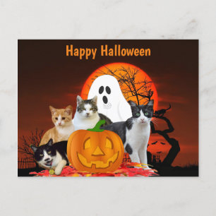 Carte Postale Chats d'Halloween en cimetière avec fantôme / Amou