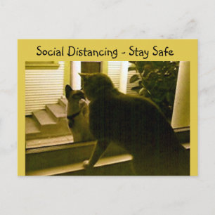 Carte postale - Chats distanciation sociale