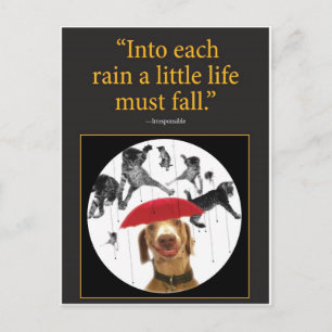Carte Postale Chats en pluie !