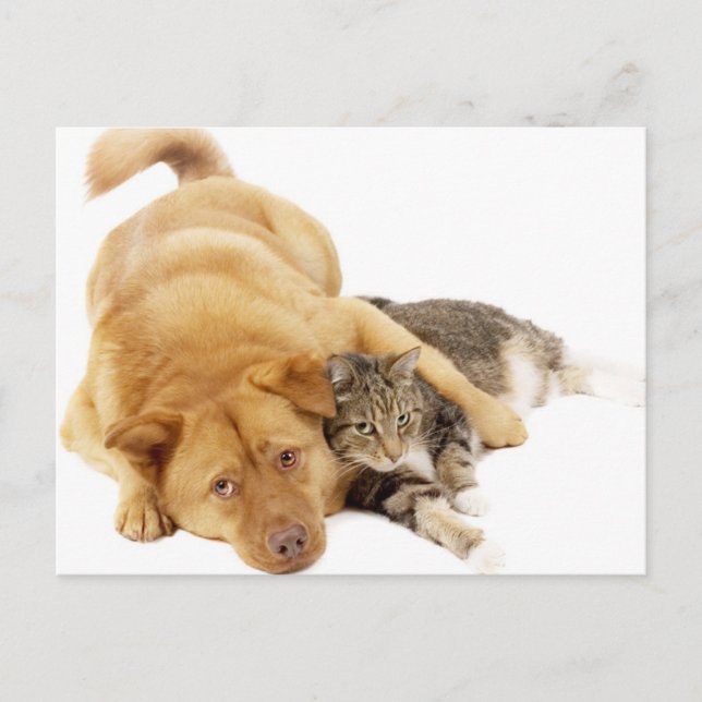 Carte Postale Chats et chiens (Devant)