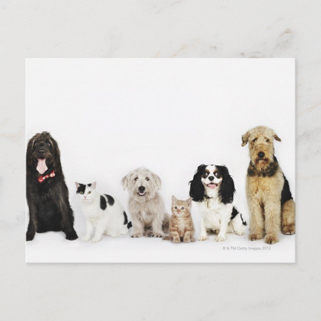 Carte Postale Chats et chiens (Devant)