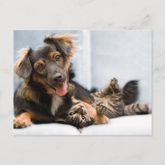 Carte Postale Chats Et Chiens Chien Drole Chats Droles Zazzle Fr