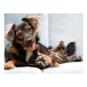 Cadeaux Drole Chat Chien Zazzle Fr