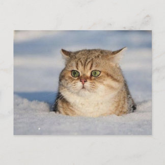 Carte Postale chats_et_neige7