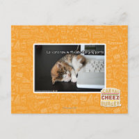 Chats Lol avec USB