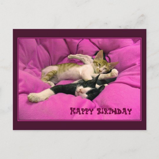 Carte Postale Chats Mignons De Joyeux Anniversaire Zazzle Fr