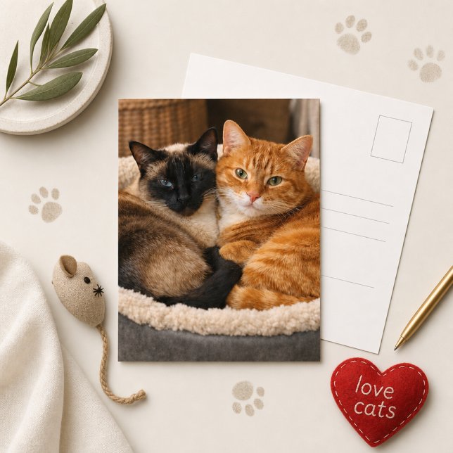 Carte Postale Chats mignons siamois et roux  (Créateur téléchargé)