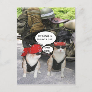 Carte Postale Chats motards amusants