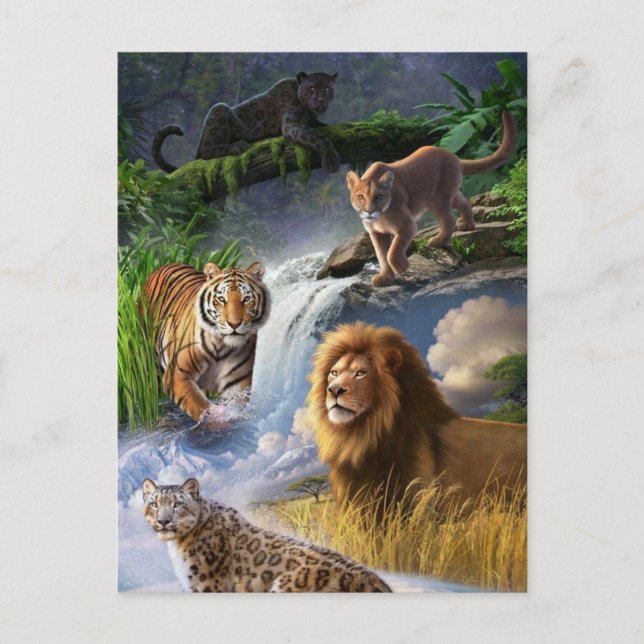 Carte Postale Chats sauvages (Devant)