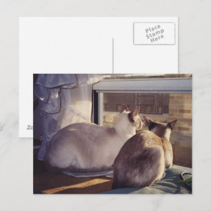 Carte Postale Chats siamois deux à la fenêtre (2)