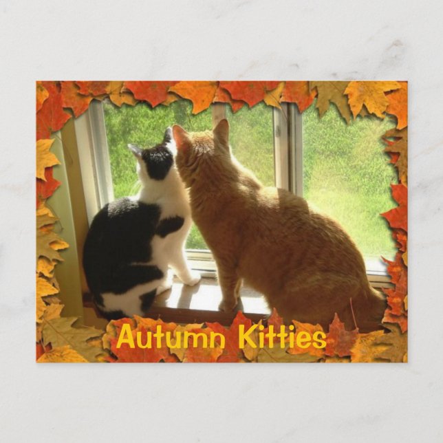 Carte Postale Chats Tabby Orange d'automne (Devant)