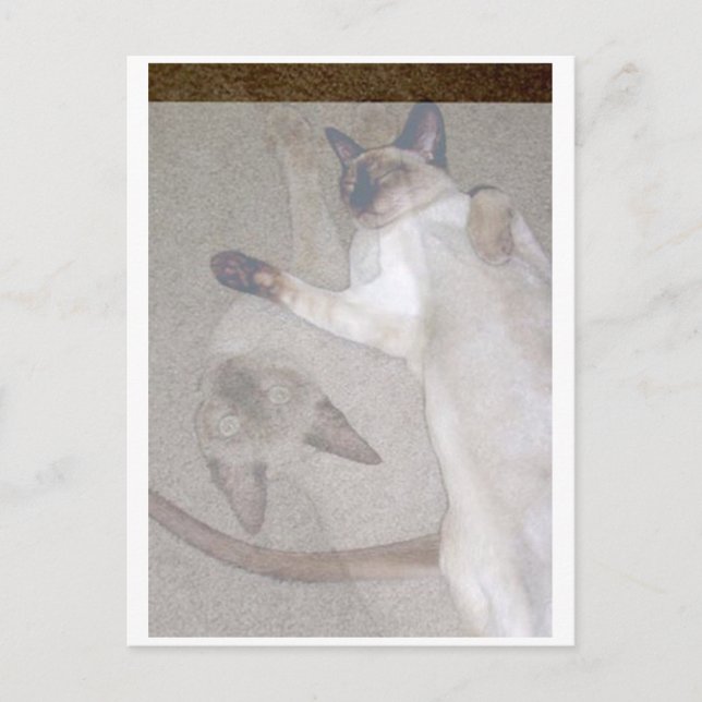 Carte Postale Chats volants (Devant)