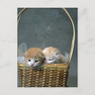 Carte Postale Chatte