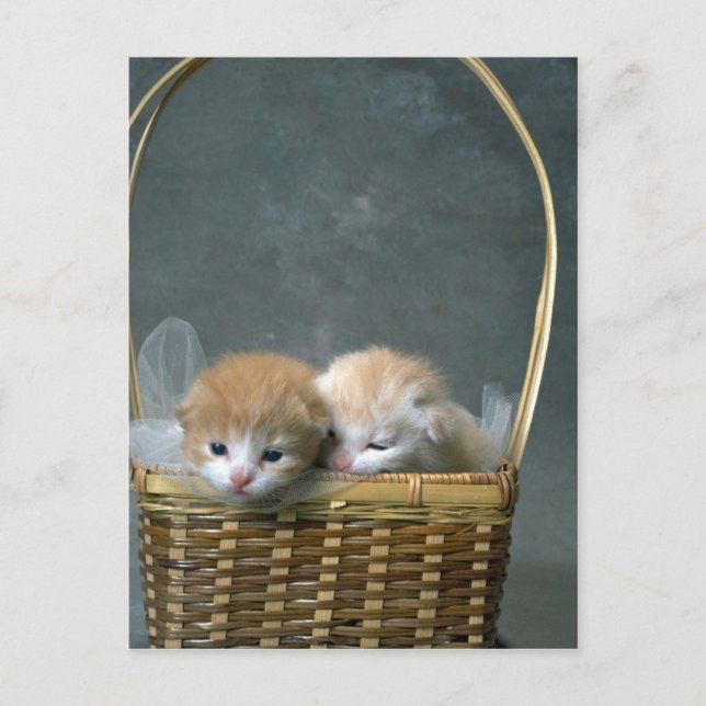 Carte Postale Chatte (Devant)