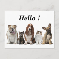 chatte à cheveux court amis basset hound taureau c