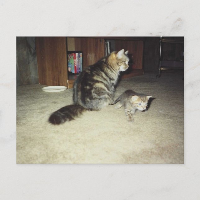 Carte Postale Chatte avec son chaton (Devant)