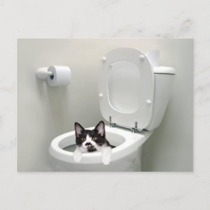 Carte Postale Chatte-chat dans un bol de toilettes
