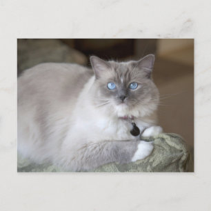 Carte Postale Chatte Ragdoll