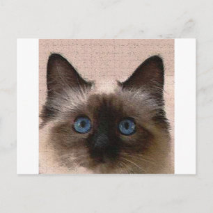 Carte Postale chatte siamese cracker vieux vieux craqué Bonjour