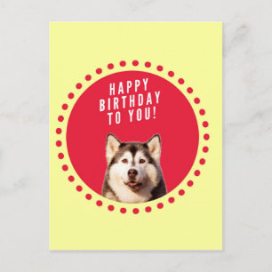 Carte Postale Chatte Sibérien Husky Chien Joyeux Anniversaire