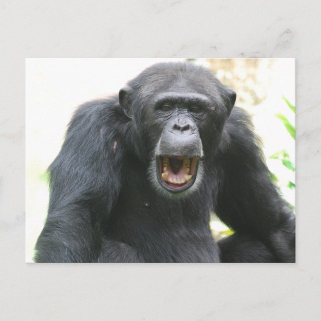Carte postale Chatty Chimp (Devant)