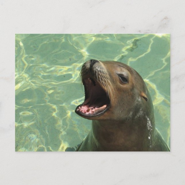 Carte postale Chatty Sea Lion (Devant)