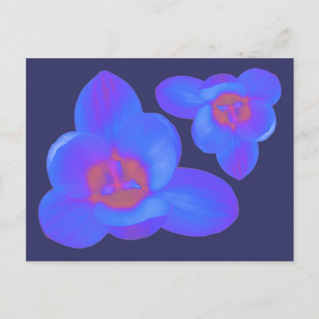 Carte postale chaude et froide Crocus Flowers (Devant)
