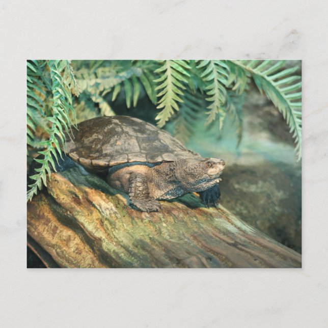Carte Postale Chauffage de tortue sur une bille (Devant)