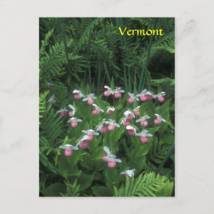 Carte Postale Chaussons de la dame du Vermont Showy à Ferns