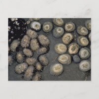 Chaussure de rayonnement (radians de cellulose) Sh
