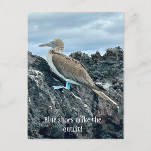 Carte Postale Chaussures Bleues Oiseau