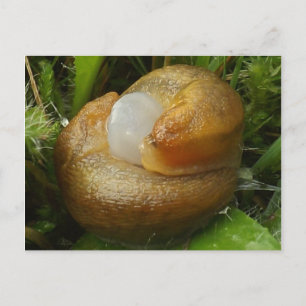 Carte Postale Chaussures d'accouplement