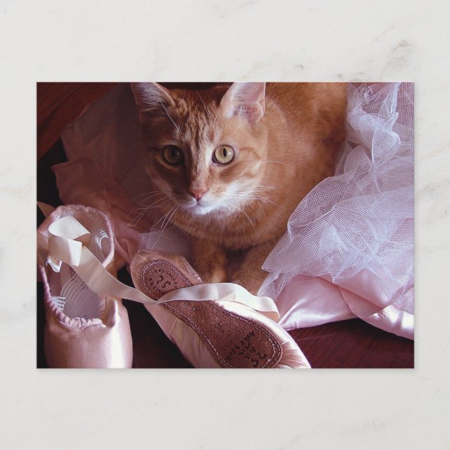 Carte Postale Chaussures de chat et de ballet (Devant)