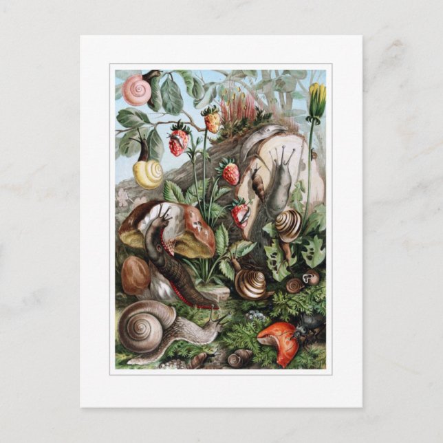 Carte Postale Chaussures et escargots (Devant)