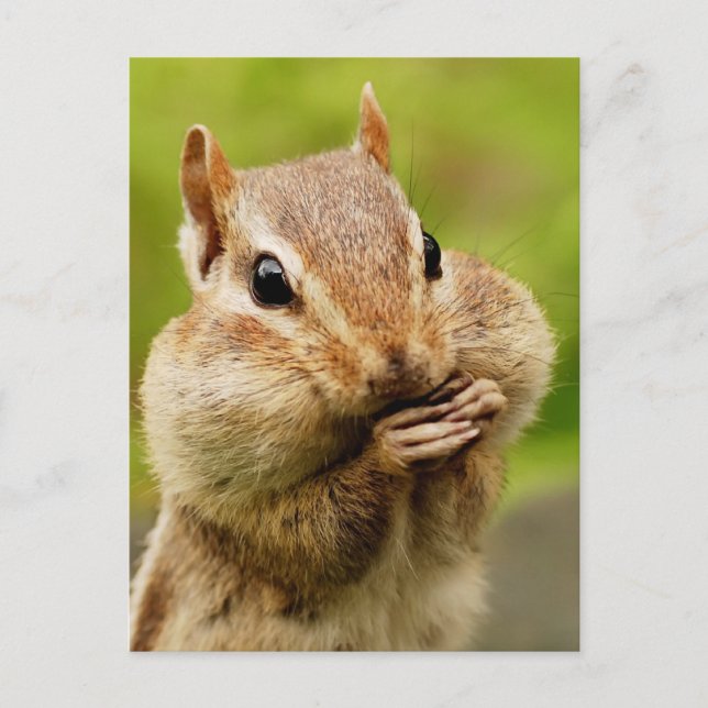 Carte postale Cheeky Chipmunk (Devant)