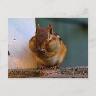 Carte Postale Cheeky Chipmunk