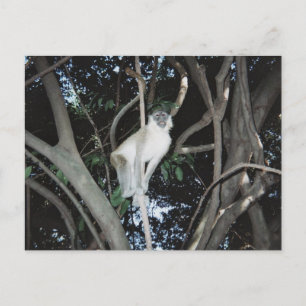 Carte Postale Cheeky Monkey