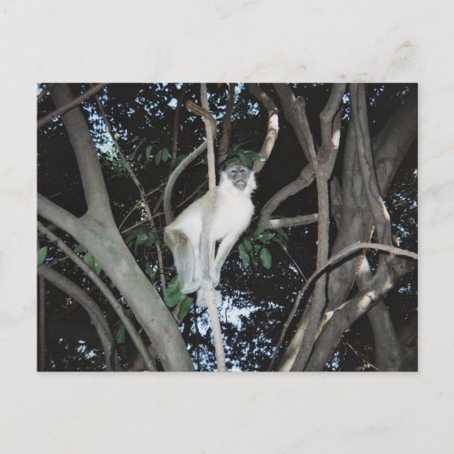 Carte Postale Cheeky Monkey (Devant)