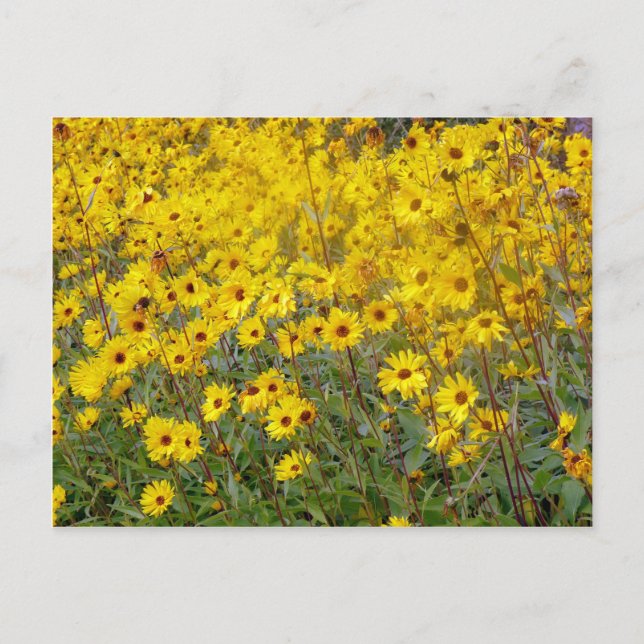 Carte Postale Cheerful Field Of Yellow Flowers (Devant)