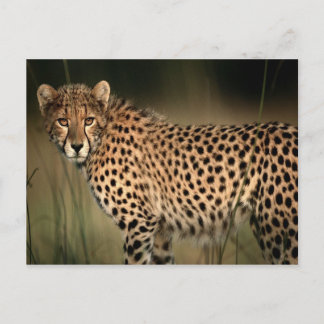 Carte Postale Cheetah