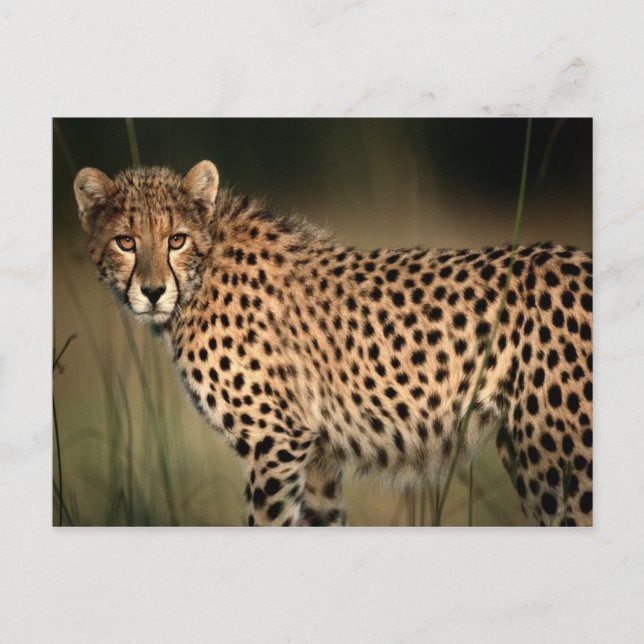Carte Postale Cheetah (Devant)