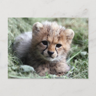 Carte Postale Cheetah