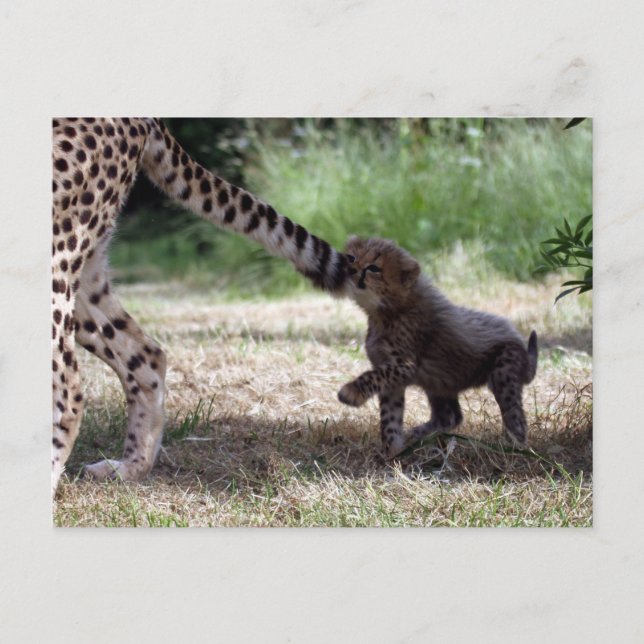 Carte Postale Cheetah (Devant)