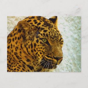 Carte postale Cheetah